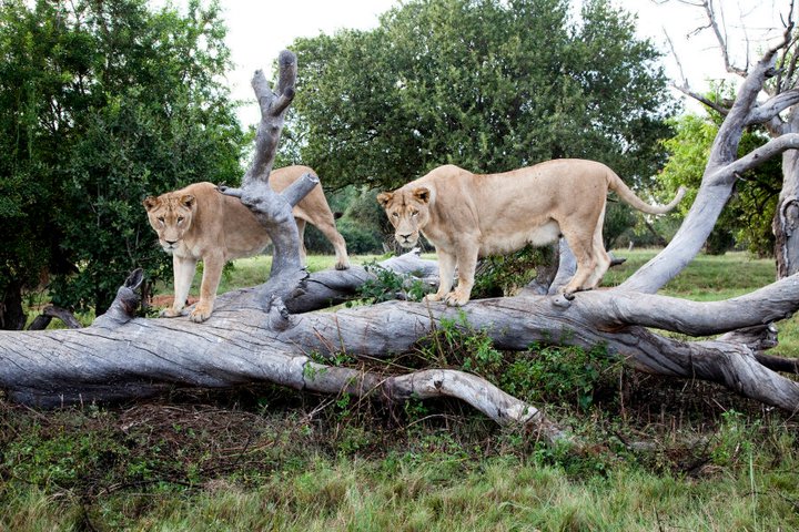 african safari lion attack