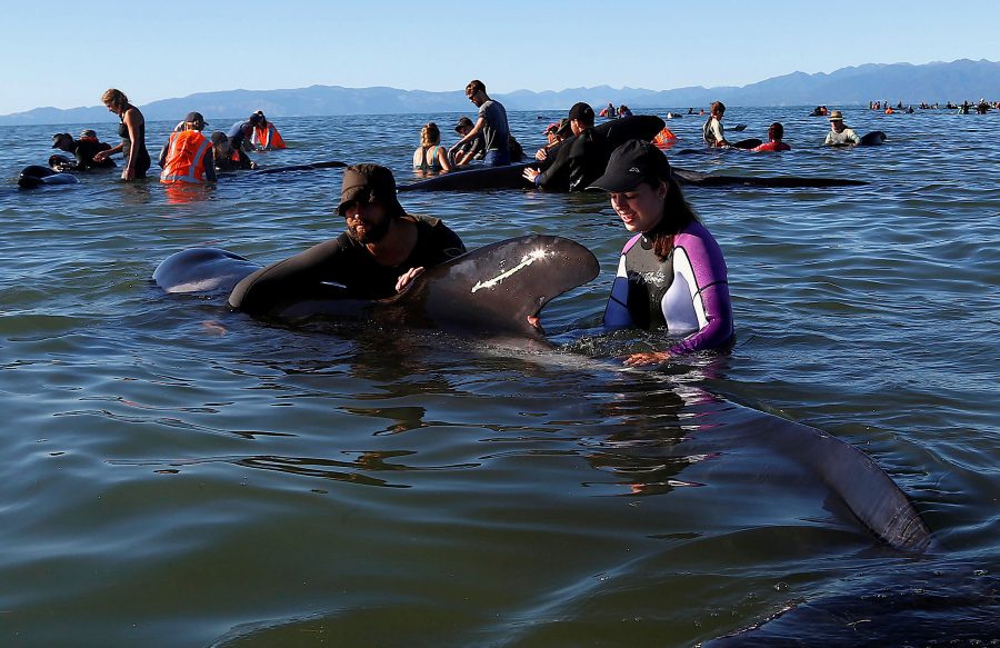 New Zealand Rescuers Form Human Chain To Help Stranded Whales ...