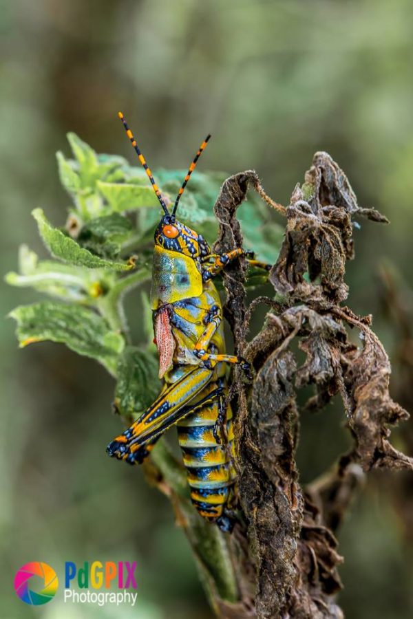 incredible-close-up-pictures-of-insects-in-south-africa-sapeople