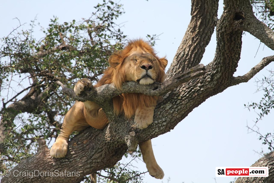 Excuse Me, There's A Lion in My Tree - SAPeople - Worldwide South African News