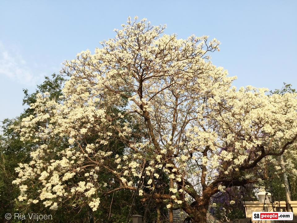 PHOTOS of Pretty Pretoria with a Wondrous Display of White Jacaranda