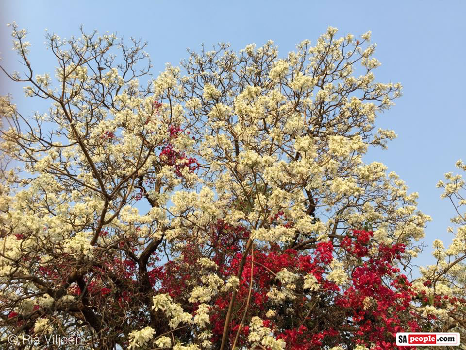 PHOTOS of Pretty Pretoria with a Wondrous Display of White Jacaranda