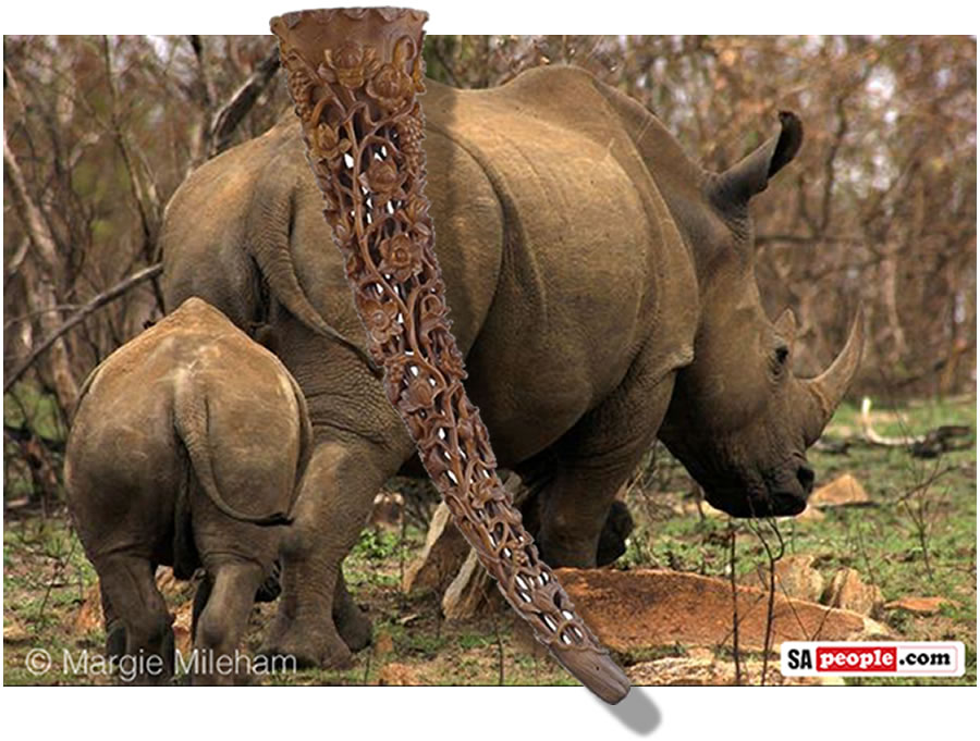 Stroop: Should Rhino Horn have been Auctioned in Australia? - SAPeople