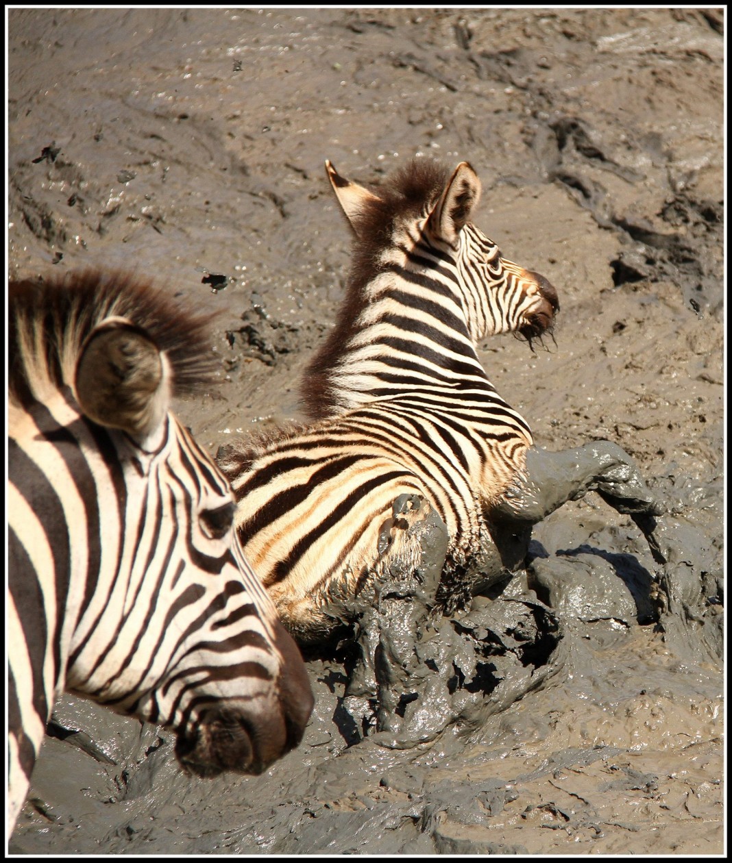 Drought Leaves Animals Stuck in the Mud. PHOTOS & SANParks' Plans