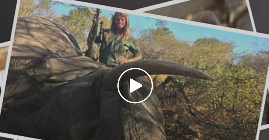 ABC to Air Expose on Hunting Safari Tourism in South Africa. WATCH