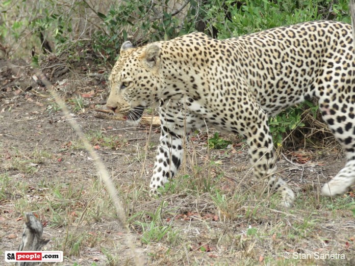 WATCH Leopard Picks Up Prickly Porcupine for Dinner - SAPeople ...