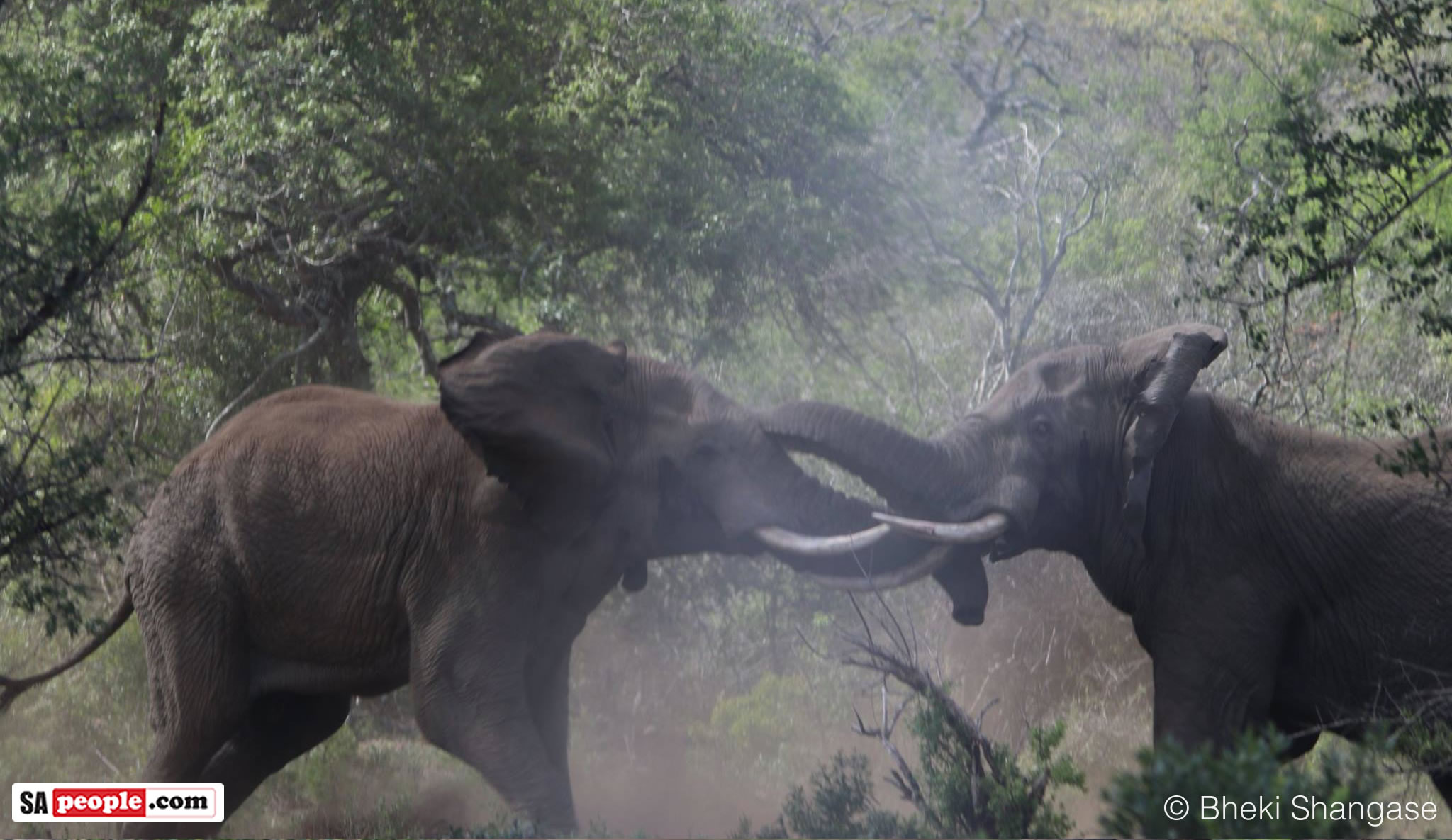 PICTURES: Elephants Battle It Out Tusk To Tusk - SAPeople - Worldwide ...