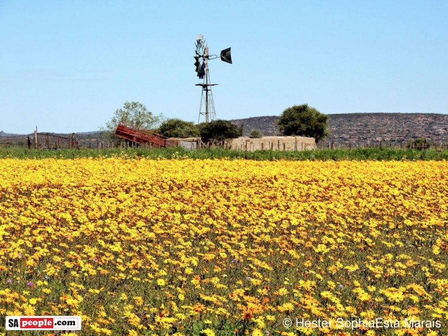 Fabulous Fields of Wild Flowers Flourish in South Africa - SAPeople ...