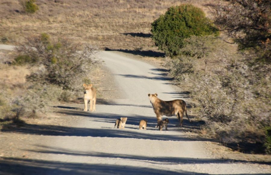 First Free Roaming Lion Cubs Born in Mountain Zebra Park in Over a ...