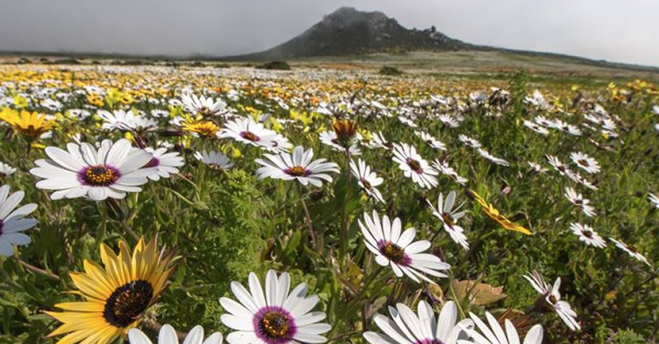 Fabulous Fields of Wild Flowers Flourish in South Africa ...