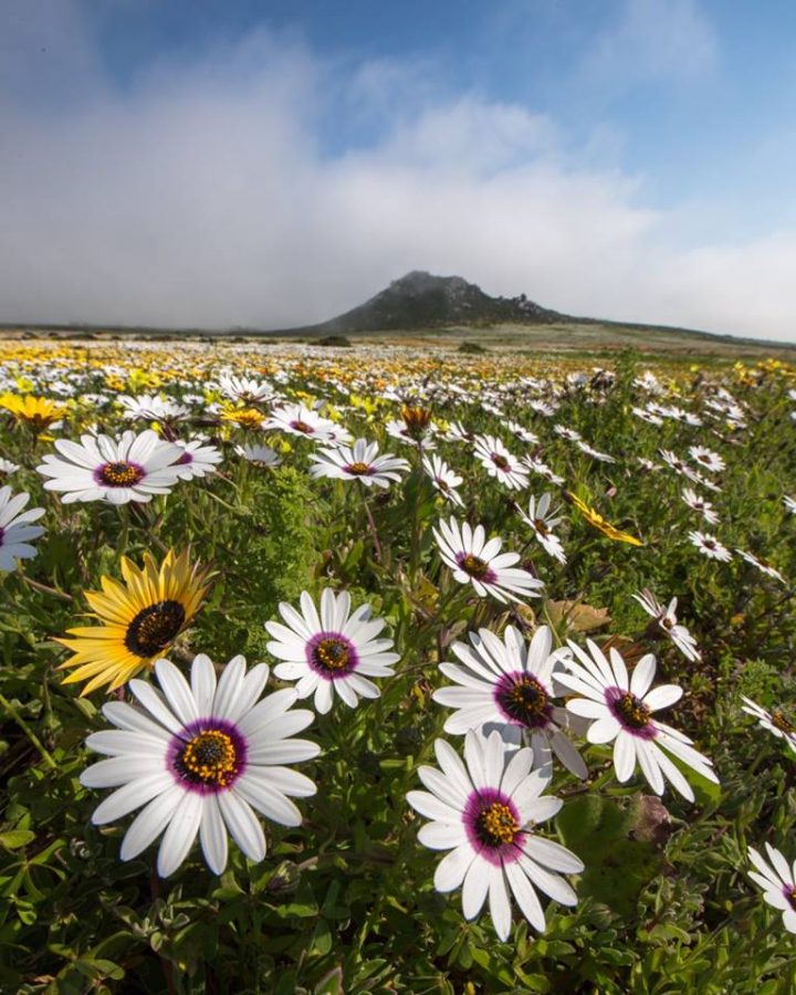 Fabulous Fields of Wild Flowers Flourish in South Africa - SAPeople ...