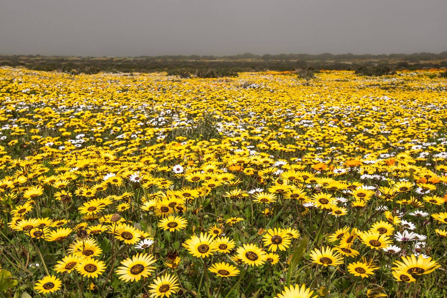 Fabulous Fields of Wild Flowers Flourish in South Africa - SAPeople ...