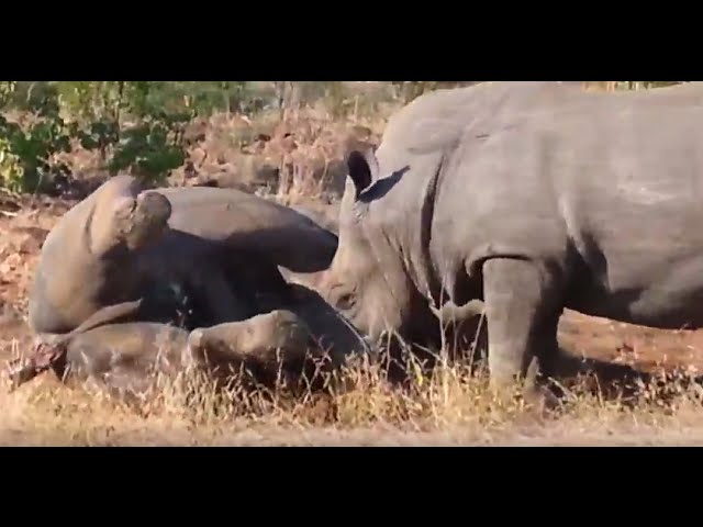 Watch Brutal Rhino Fight In Kruger National Park Sapeople Worldwide South African News 0031