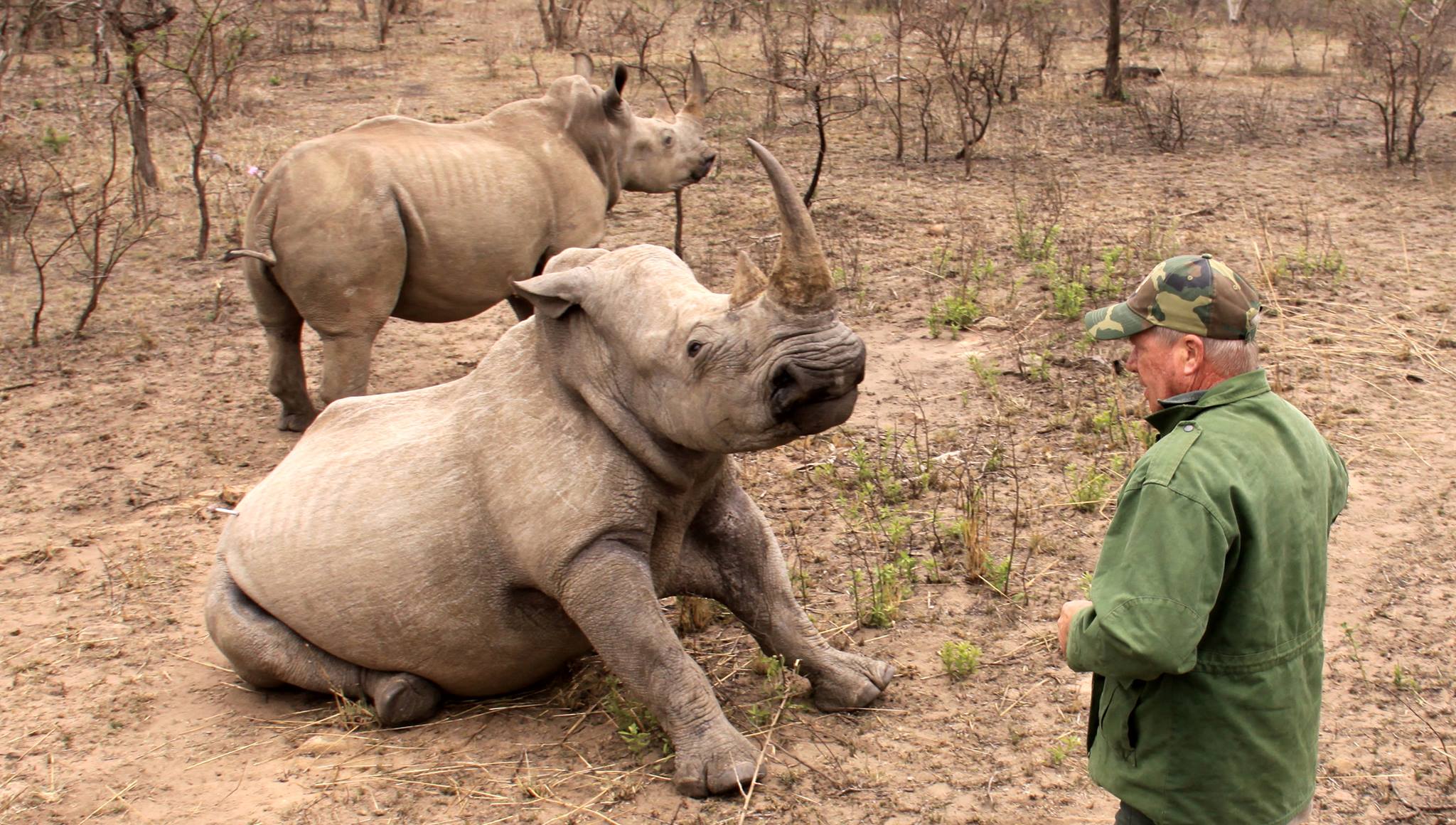 wildlife-vet-says-it-s-too-much-now-after-brutal-fortnight-of-rhino