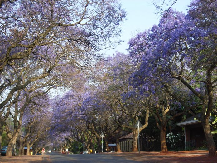 Pretoria Delights with Jacarandas Out in Full Bloom PHOTOS - SAPeople ...