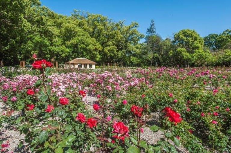 Exquisite Rose Garden with the Scent of 80 Varieties Opens at ...