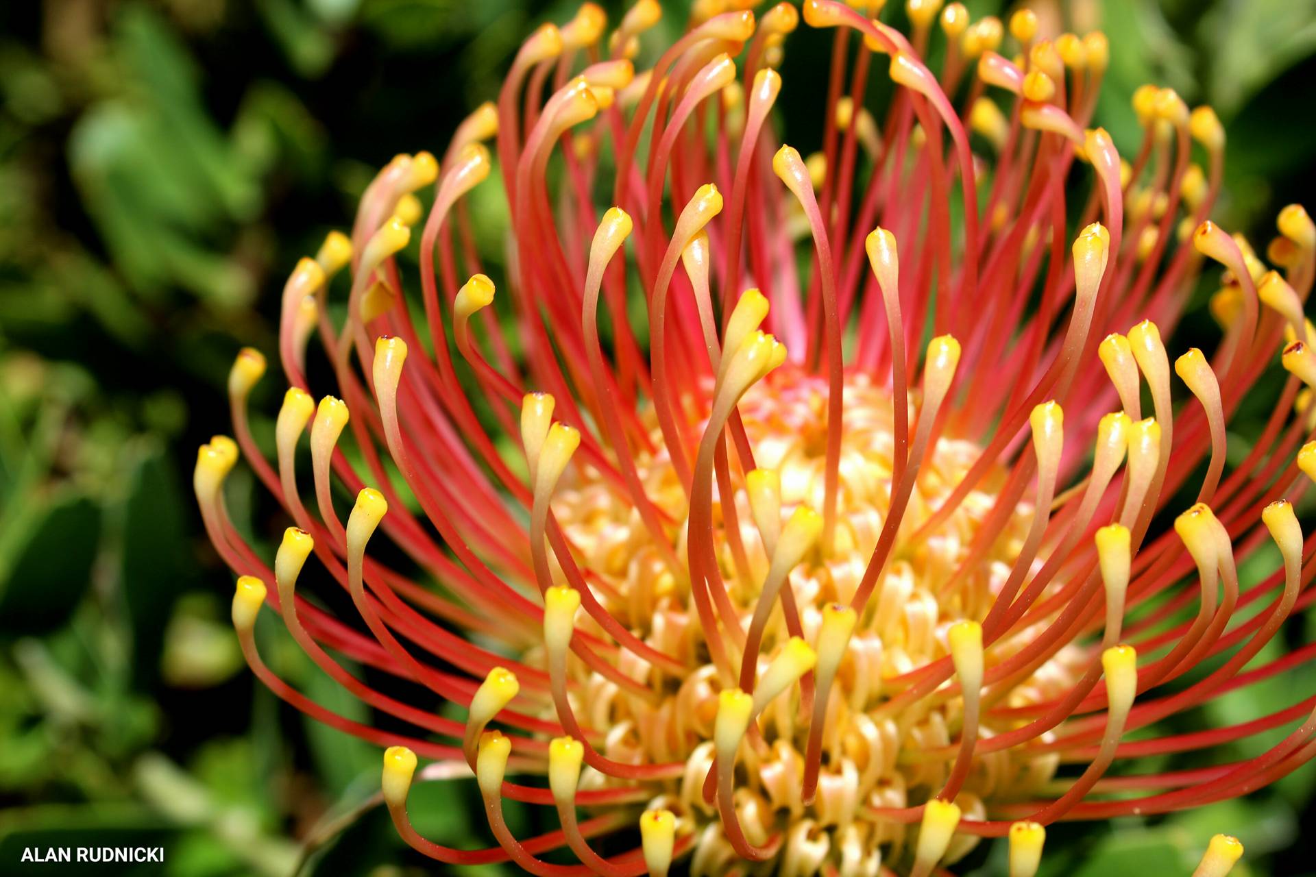 Breathtakingly Beautiful Protea Flowers in Kirstenbosch Gardens PHOTOS ...