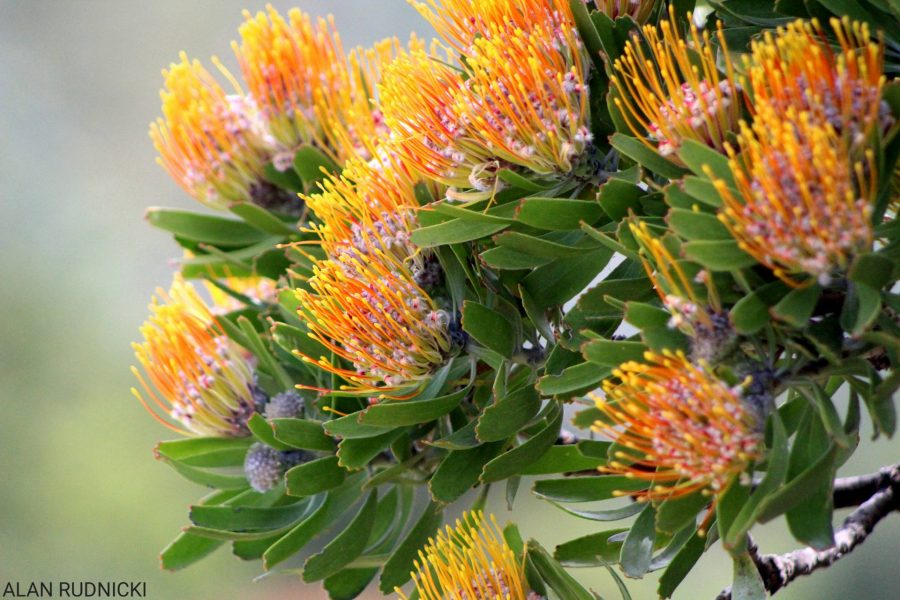 Breathtakingly Beautiful Protea Flowers in Kirstenbosch Gardens PHOTOS ...