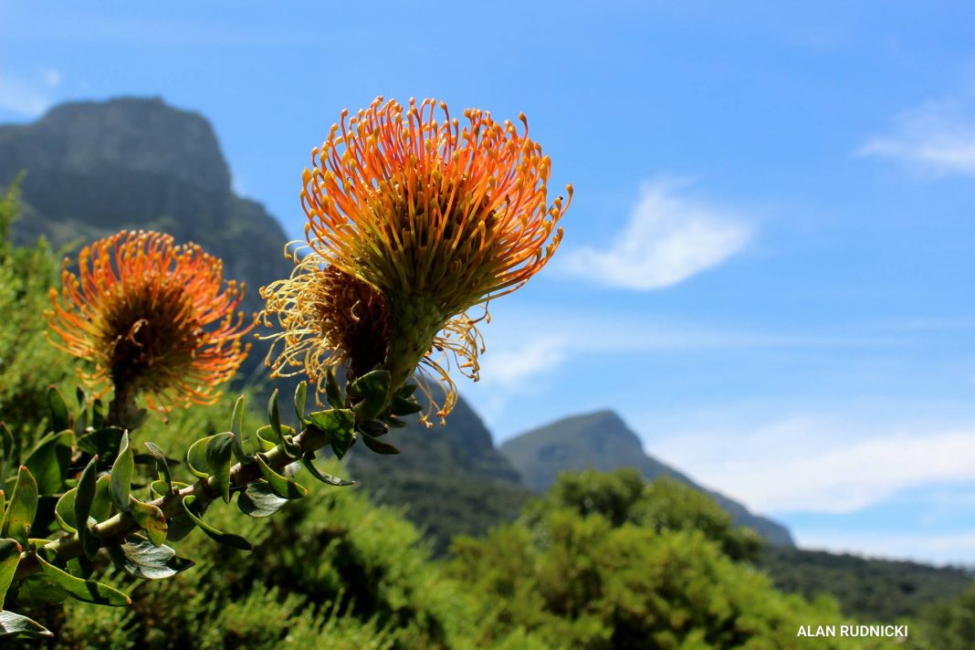 Breathtakingly Beautiful Protea Flowers in Kirstenbosch Gardens PHOTOS ...