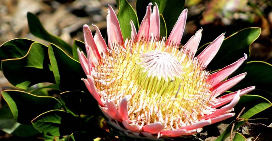 Breathtakingly Beautiful Protea Flowers in Kirstenbosch Gardens PHOTOS ...