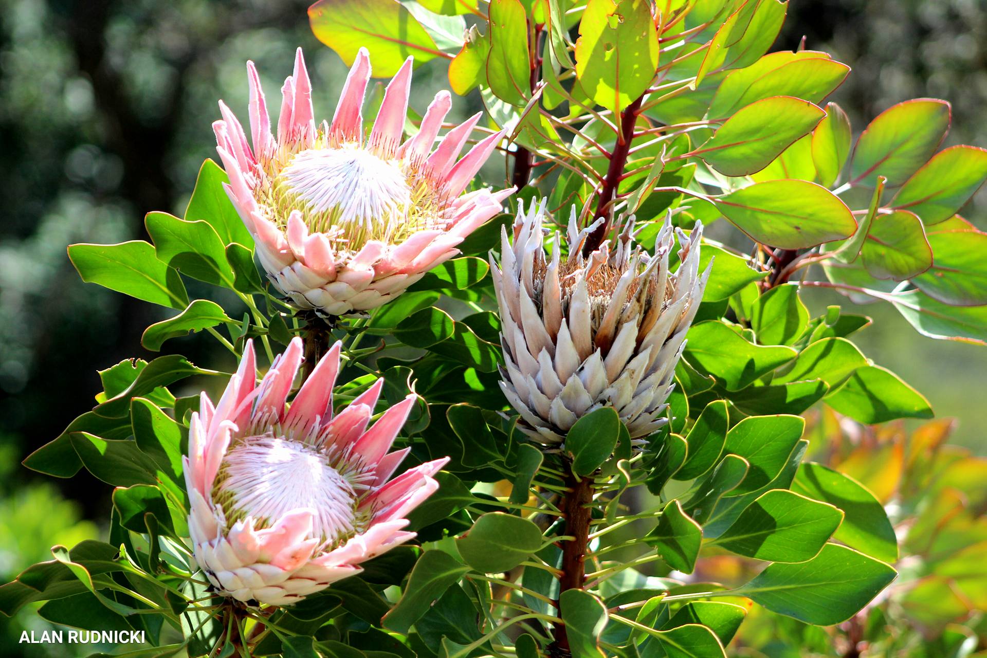 Breathtakingly Beautiful Protea Flowers in Kirstenbosch Gardens PHOTOS ...