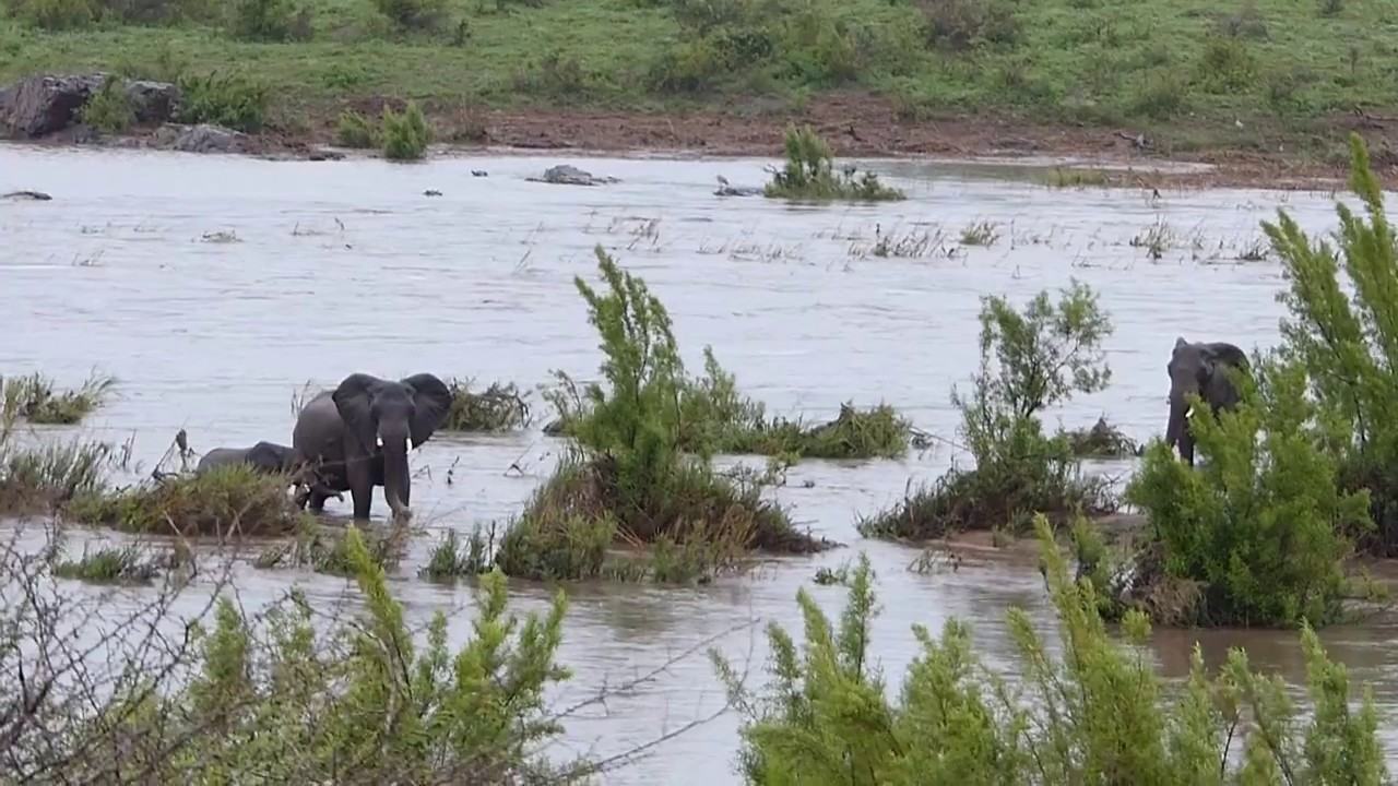 Video Captures Elephants Almost Drowning During Recent Kruger Park