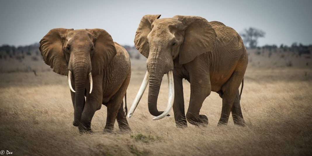 Haunting Photos of Iconic Big Tusker Satao II... Killed by Poachers ...