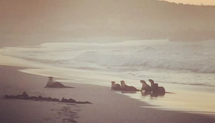WATCH Special Sighting of Gorgeous Cape Otters on Onrus Beach
