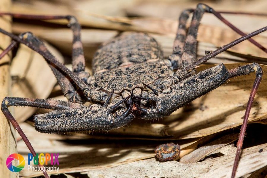 Incredible Close Up Pictures Of Insects In South Africa Sapeople