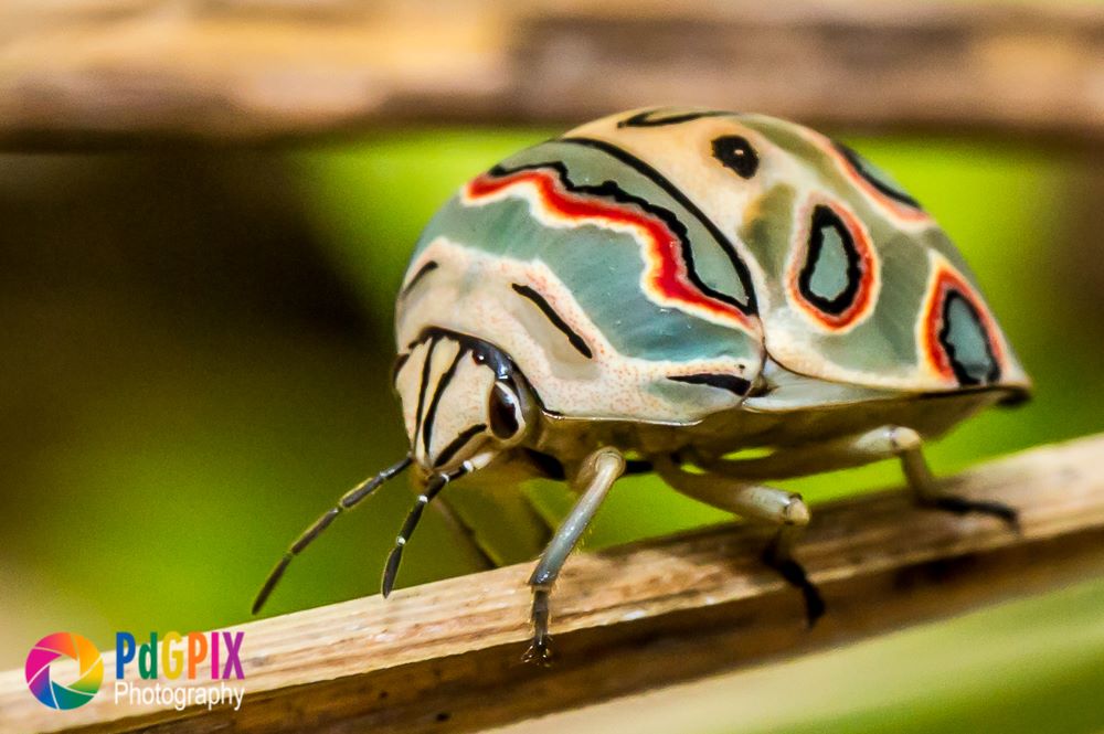 incredible-close-up-pictures-of-insects-in-south-africa-sapeople