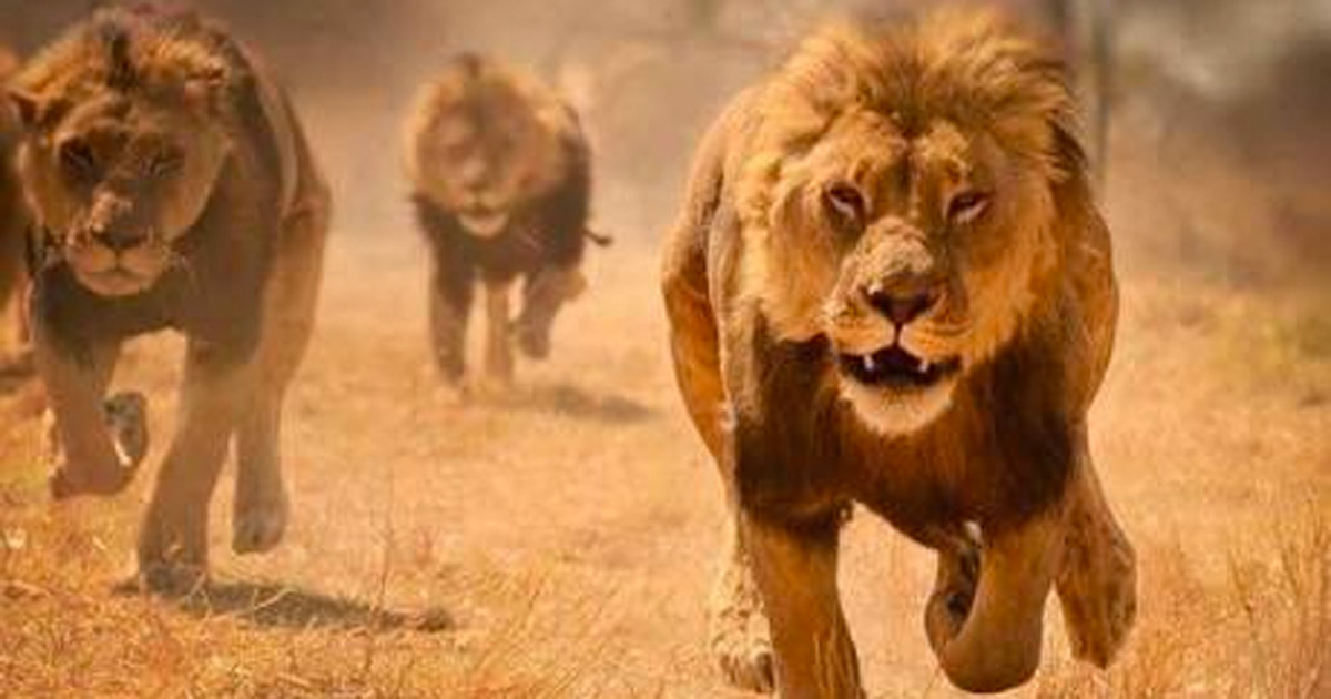 Five Lions Escape from Kruger National Park... Still on the Loose