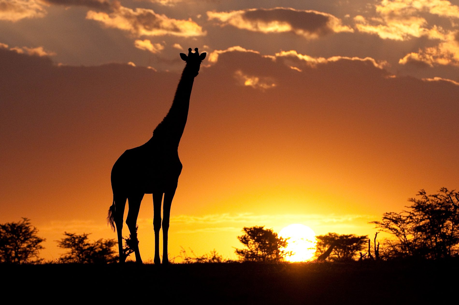 36 Reasons Why You Should Never Travel To Africa - Sapeople - Your 