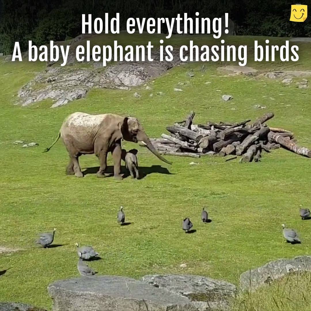 Hold Everything! Baby Elephant Chasing Birds - SAPeople - Worldwide ...