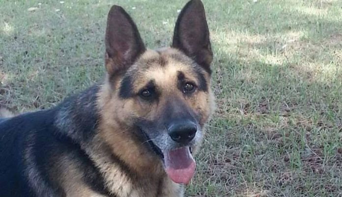 Hero K9 Police Dog Kojak's Final Salute - SAPeople - Worldwide South ...