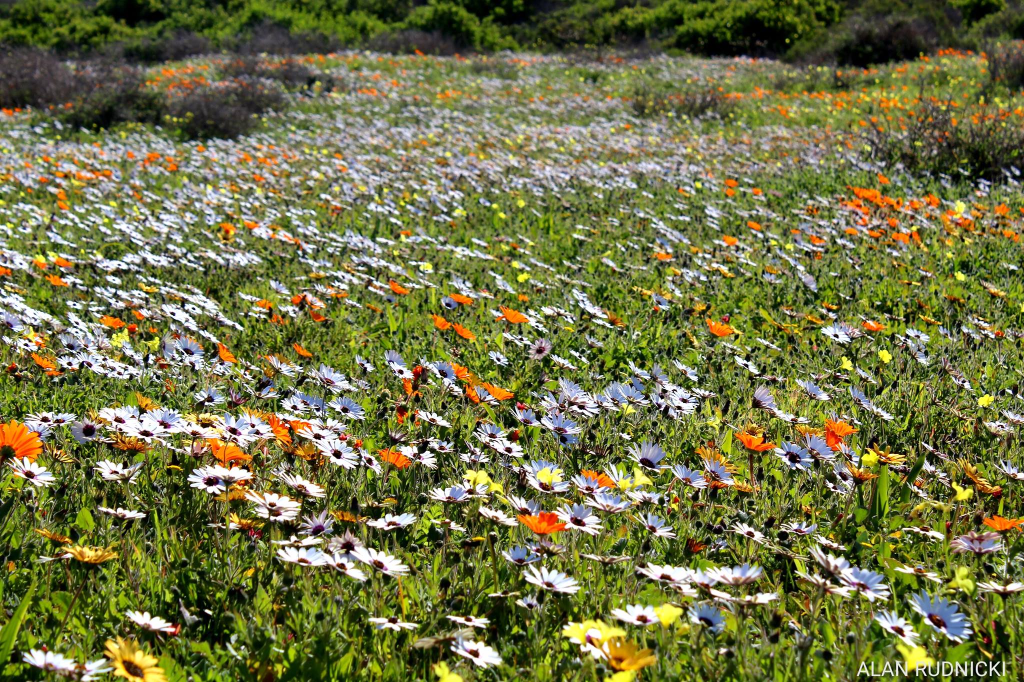 West Coast Wonderland: It's Wild Flower Time Again in South Africa ...