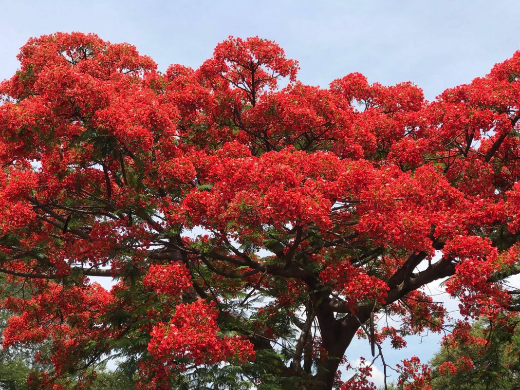 Fabulously Flamboyant Red Blossoms in Pretoria and Barberton - SAPeople ...