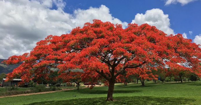 Fabulously Flamboyant Red Blossoms in Pretoria and Barberton - SAPeople ...