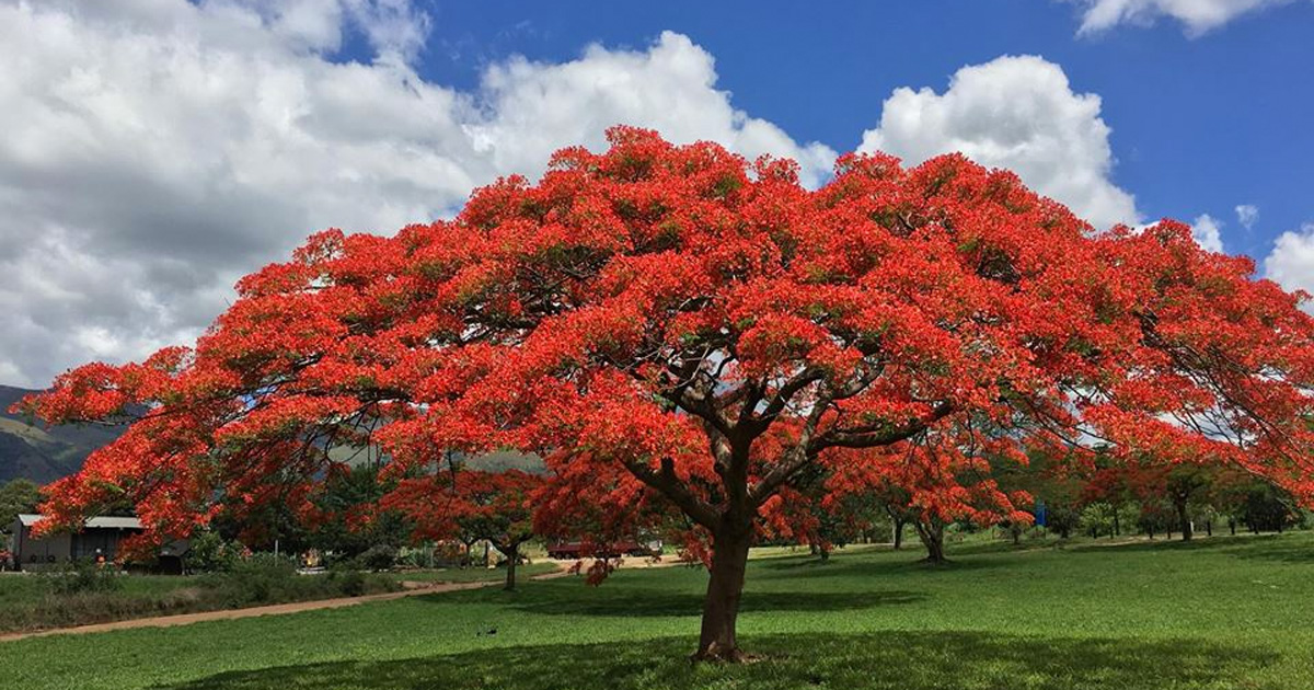 Fabulously Flamboyant Red Blossoms In Pretoria And Barberton Sapeople Worldwide South African News