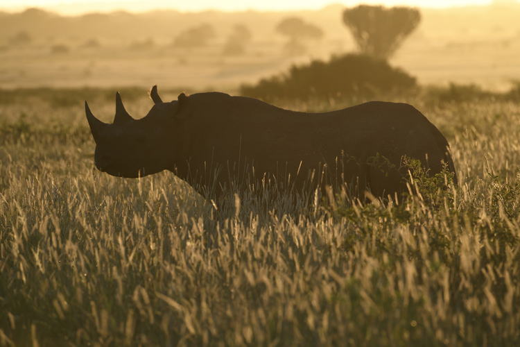west african black rhinoceros poaching