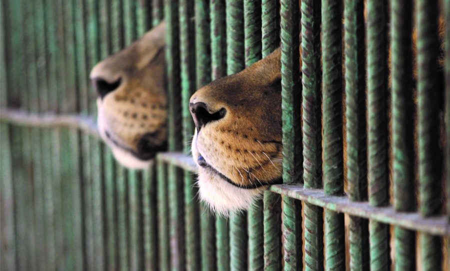 captive breeding lions in cage south africa