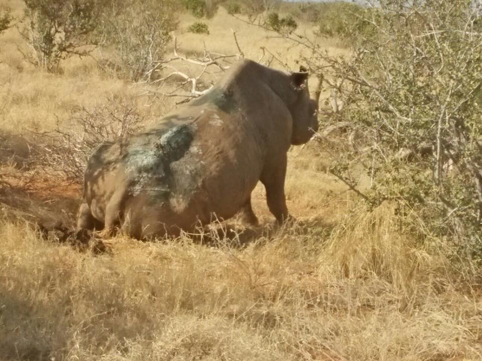 rhino 7 updates