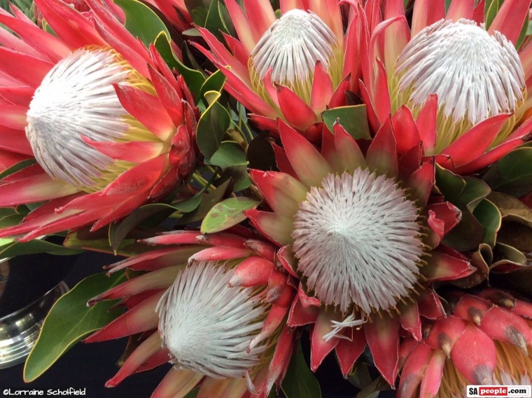 Fabulous Proteas, Roses and Amazing Exhibits at Witness Garden Show ...