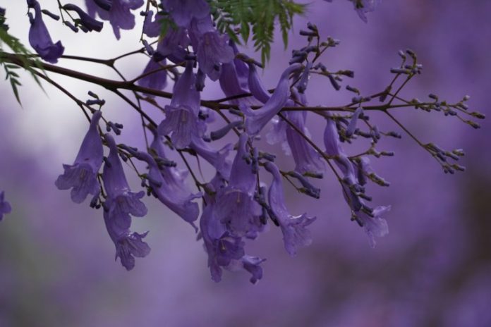 Things A Canadian Loves About South Africa Jacaranda Trees SAPeople