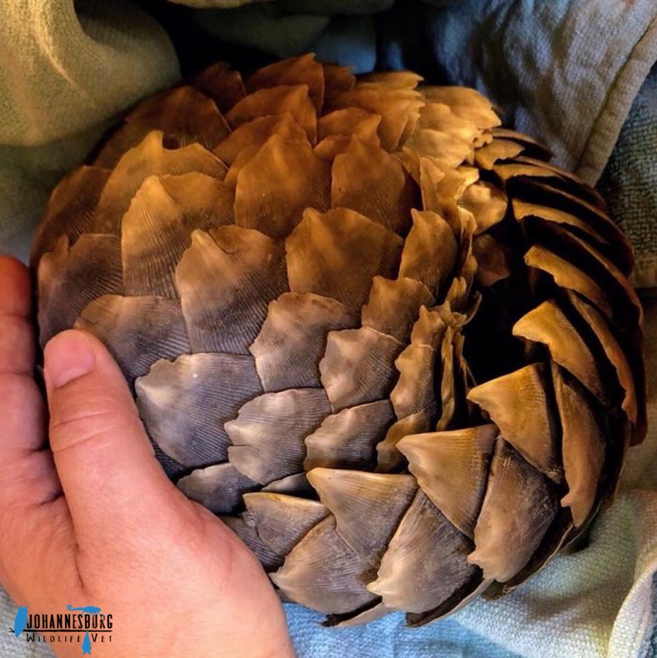 Rescued Baby Pangolin Loses Its Life After Poaching Trauma - SAPeople