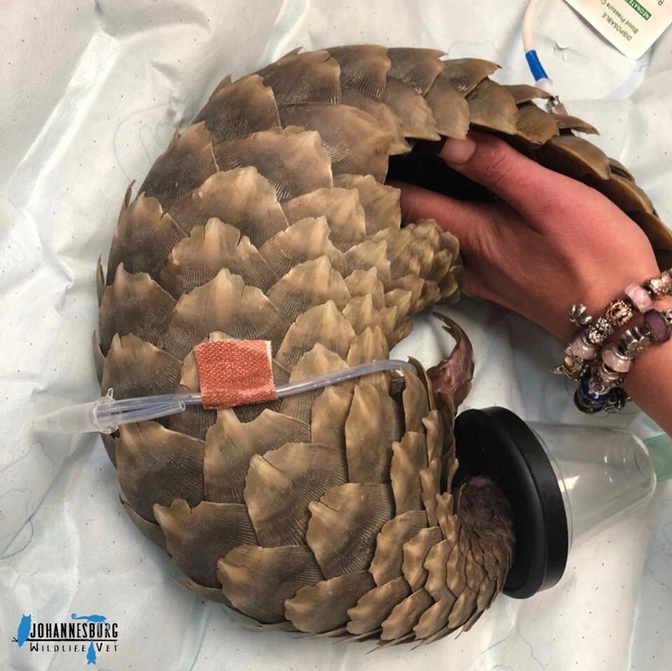 Rescued Baby Pangolin Loses Its Life After Poaching Trauma - SAPeople