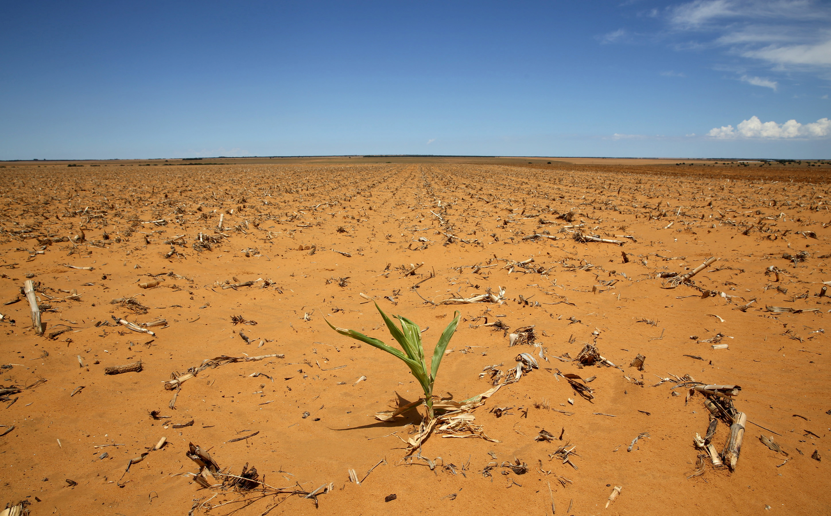 drought-and-animal-disease-threaten-south-african-farmers-sapeople