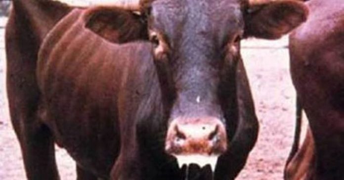 Foot And Mouth Disease In Cattle Pictures - PictureMeta