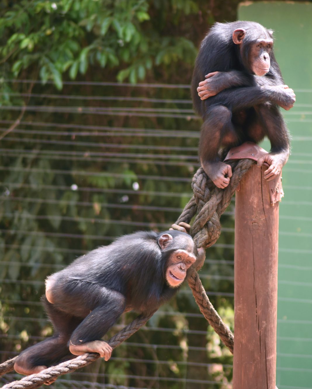 jane goodall chimpanzee sanctuary