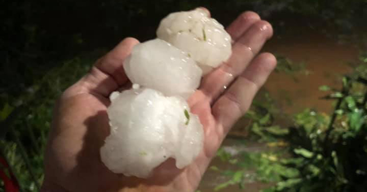 Falcon Tragedy Hundreds of Birds Die as Massive Hail Storm Hits