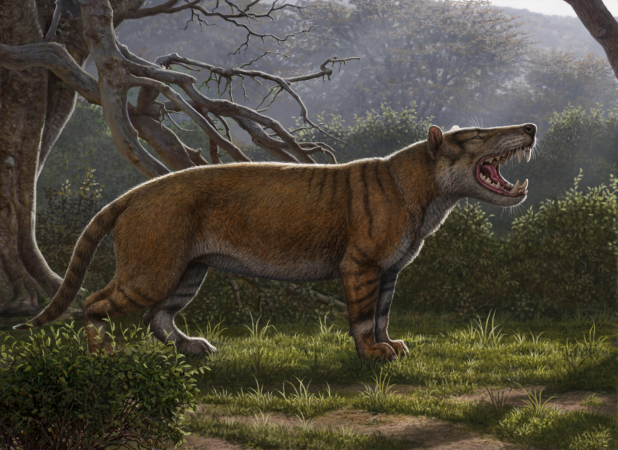 Scientists Reveal Simbakubwa, Largest Meat-Eating Mammal to Walk the